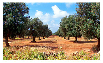 オリーブの苗木を植樹しよう!